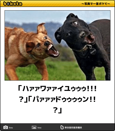 ボケて！で笑った動物編