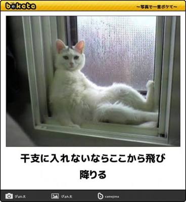 ボケて！で笑った動物編