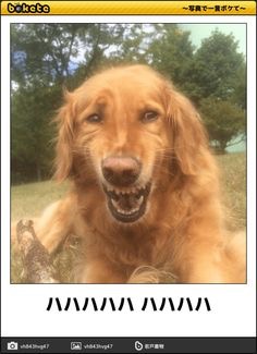 ボケて！で笑った動物編