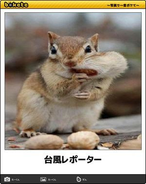 ボケて！で笑った動物編