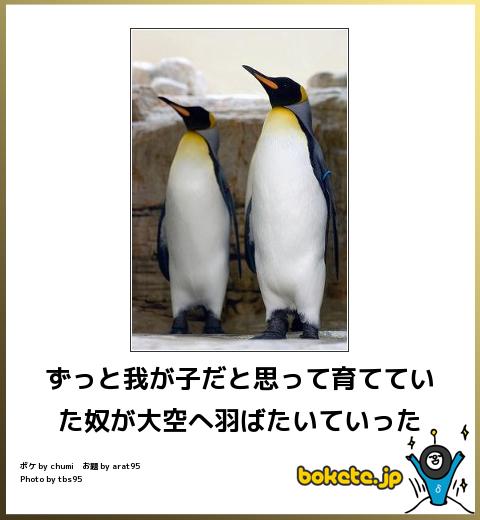 ボケて！で笑った動物編