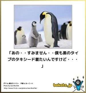 ボケて！で笑った動物編