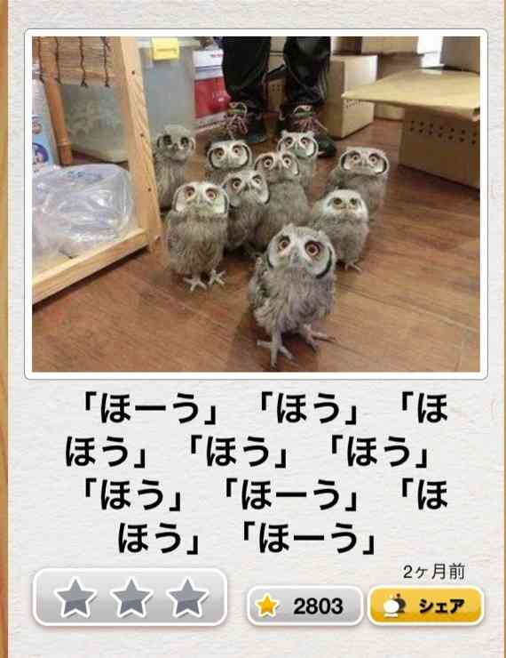 ボケて！で笑った動物編