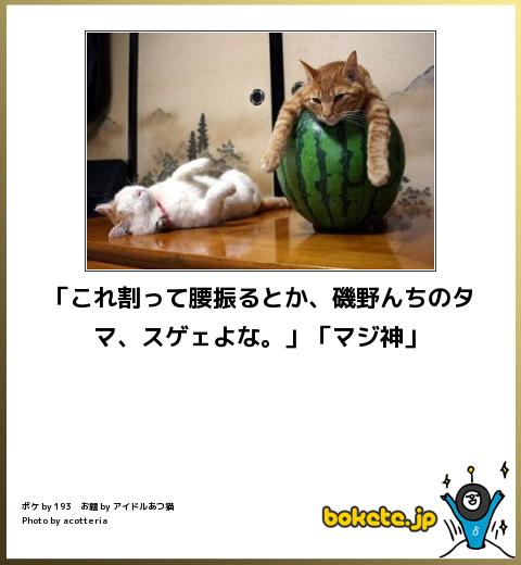 ボケて！で笑った動物編