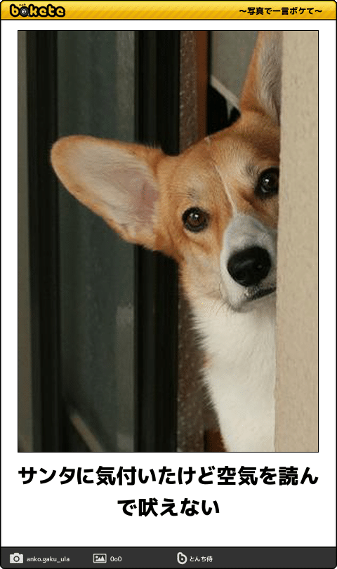 ボケて！で笑った動物編