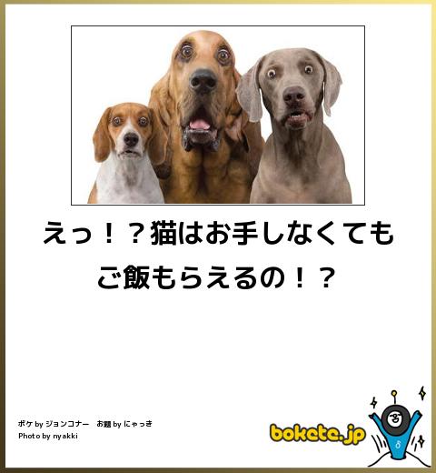 ボケて！で笑った動物編