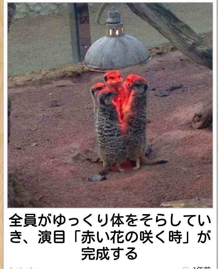 ボケて！で笑った動物編