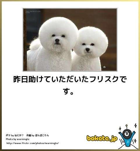 ボケて！で笑った動物編