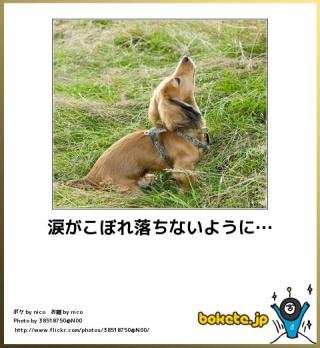 ボケて！で笑った動物編