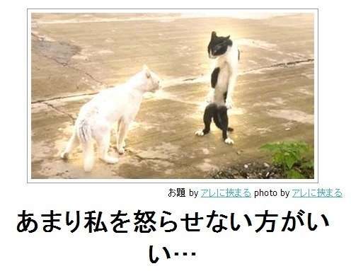 ボケて！で笑った動物編