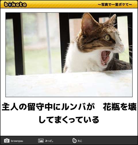 ボケて！で笑った動物編