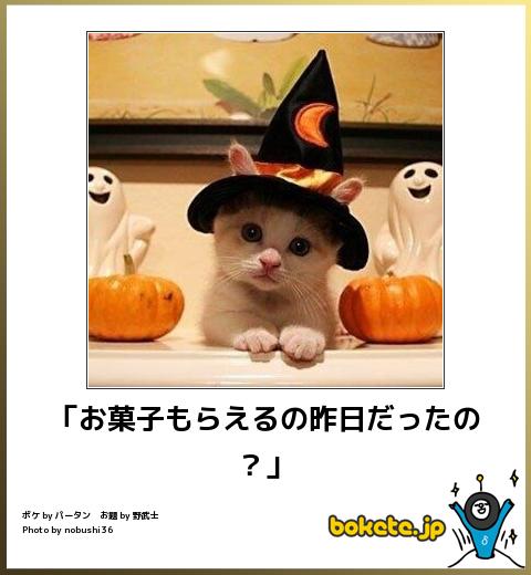 ボケて！で笑った動物編