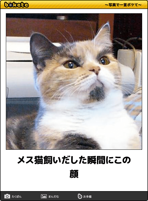 ボケて！で笑った動物編
