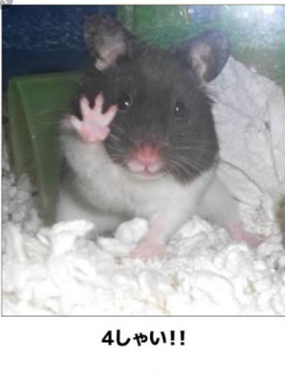 ボケて！で笑った動物編