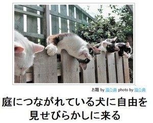 ボケて！で笑った動物編