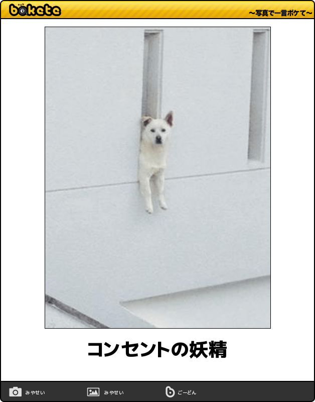 ボケて！で笑った動物編