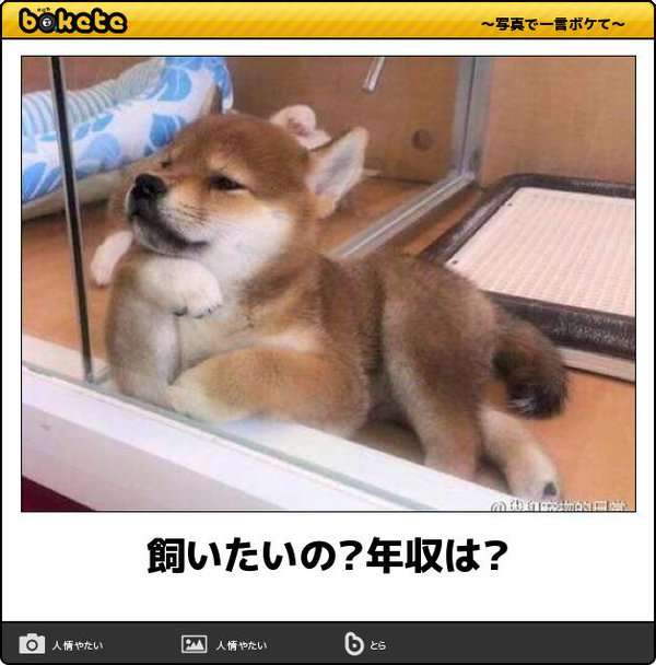 ボケて！で笑った動物編