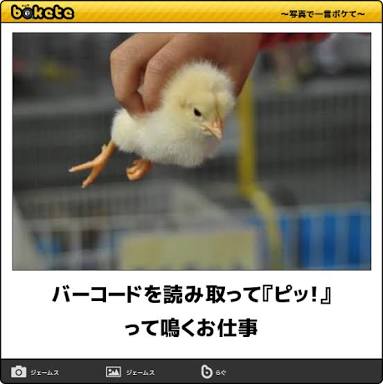 ボケて！で笑った動物編