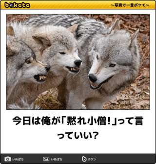ボケて！で笑った動物編