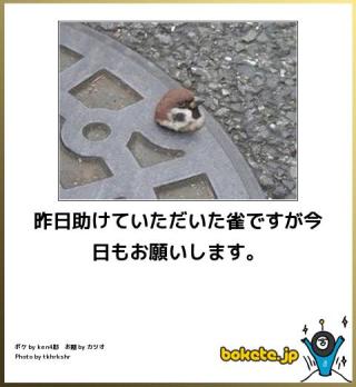ボケて！で笑った動物編
