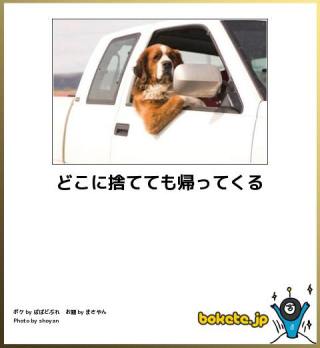 ボケて！で笑った動物編