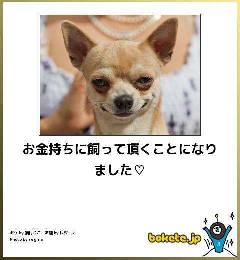 ボケて！で笑った動物編