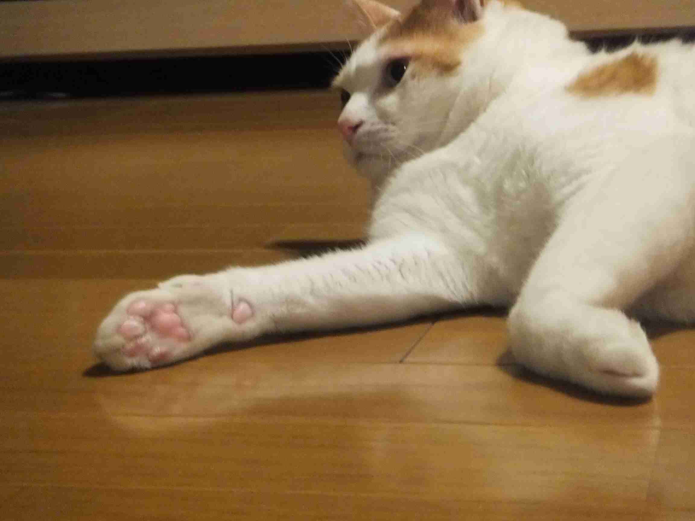 肉球下さい！
