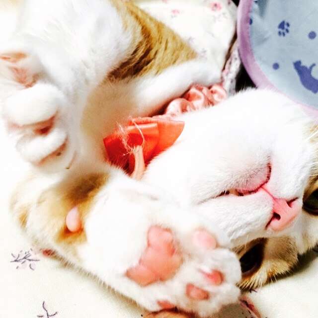 肉球下さい！