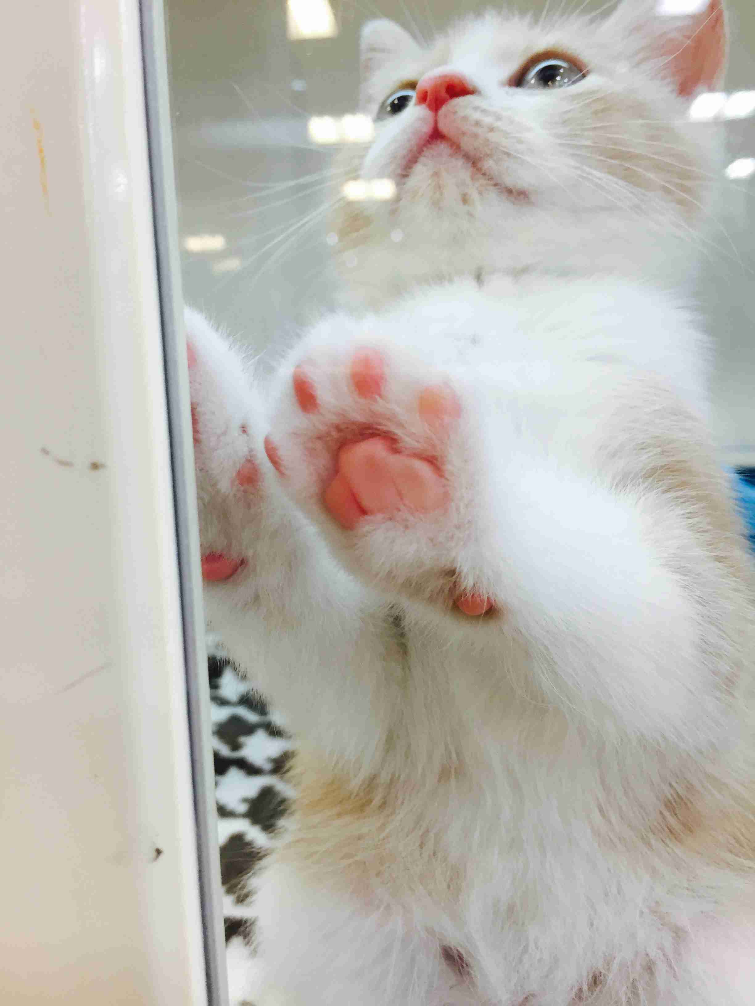 肉球下さい！