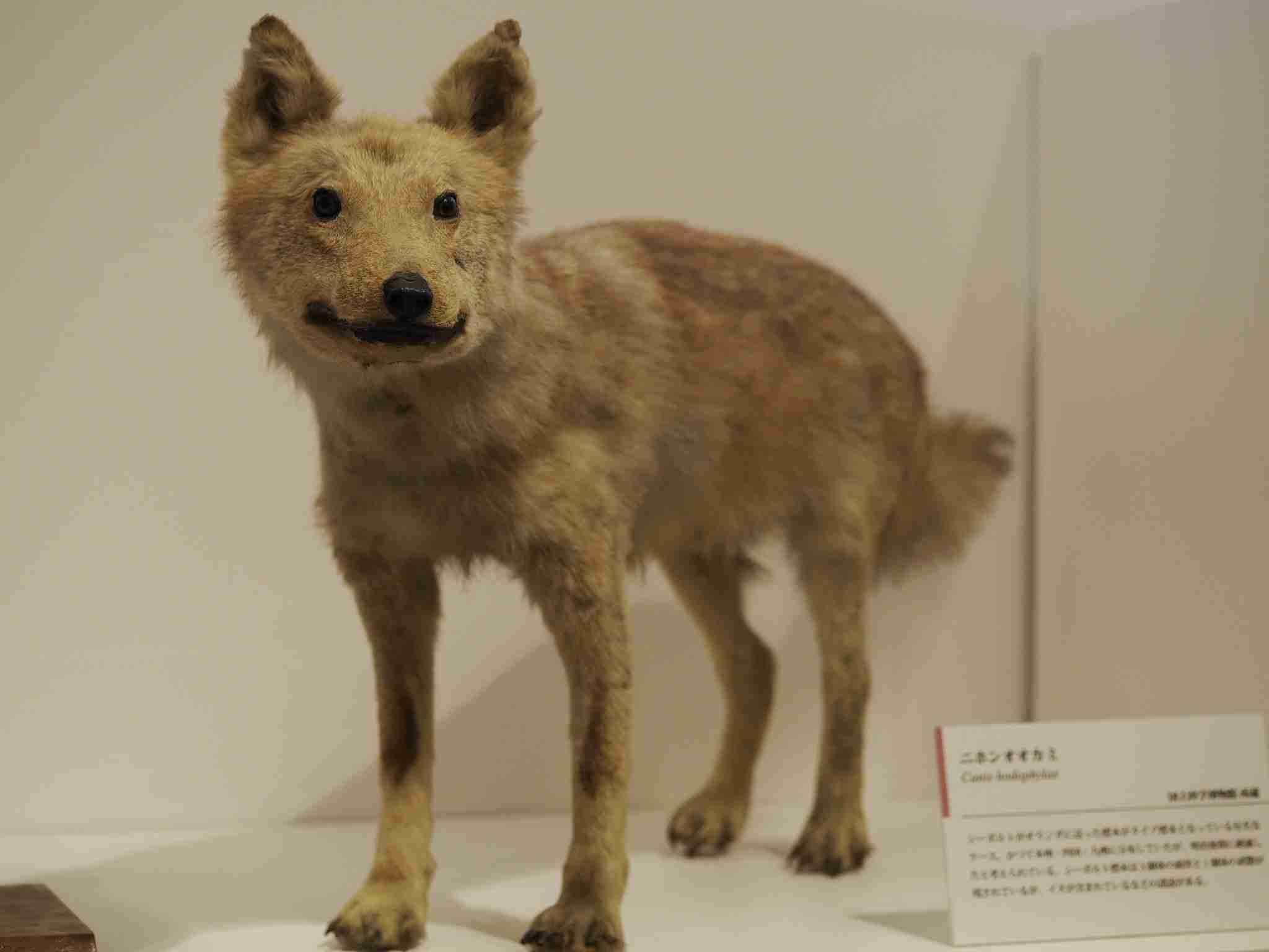 オオカミを輸入して山林に放ち、食害を減らそうとの構想 福岡・添田 住民提案