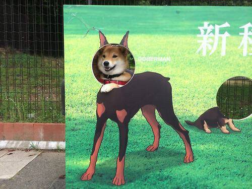 犬好きあるある♪