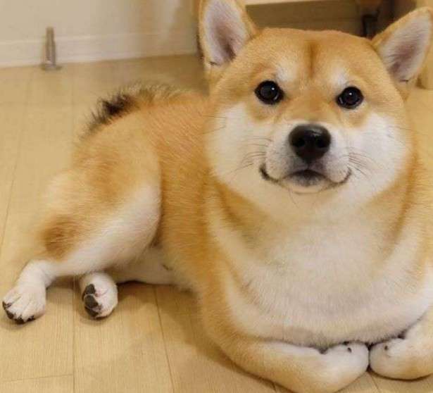 犬好きあるある♪