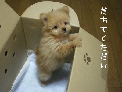 犬好きあるある♪