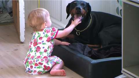 犬好きあるある♪