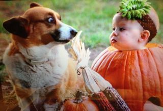 犬好きあるある♪