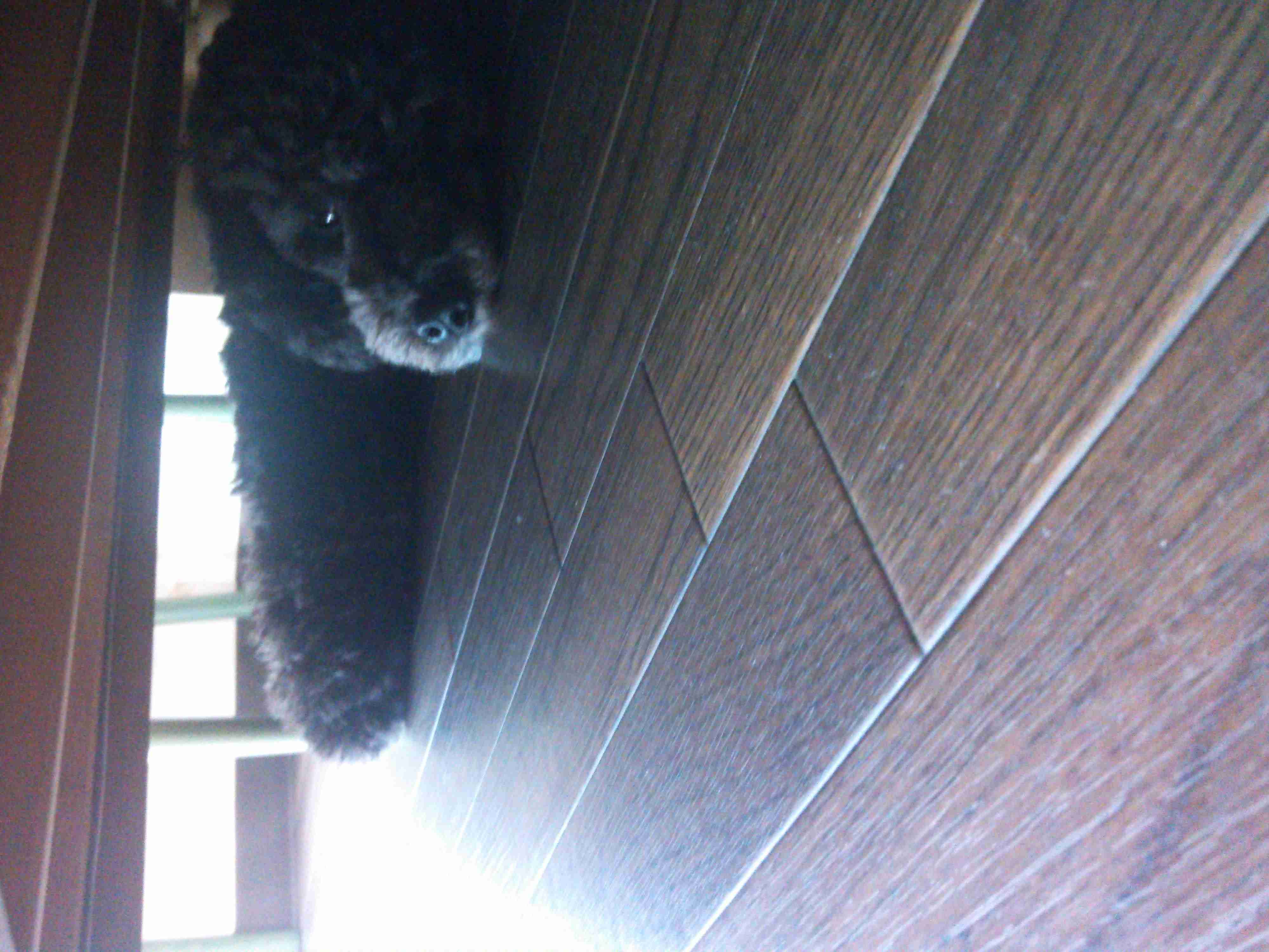 犬好きあるある♪