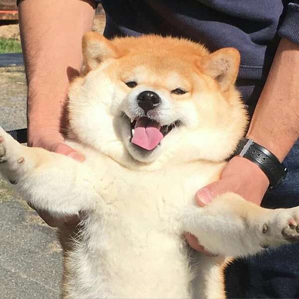 犬好きあるある♪