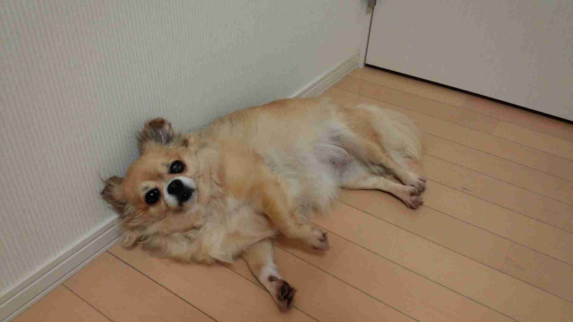 犬好きあるある♪