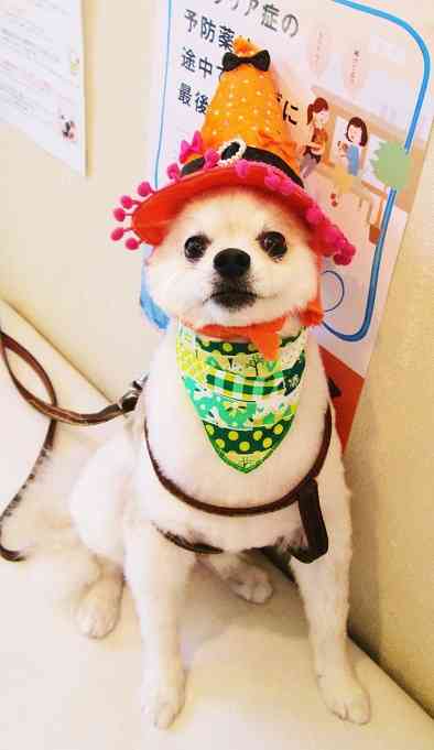 犬好きあるある♪