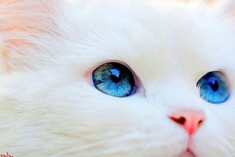 好きな色の画像を貼っていくトピ