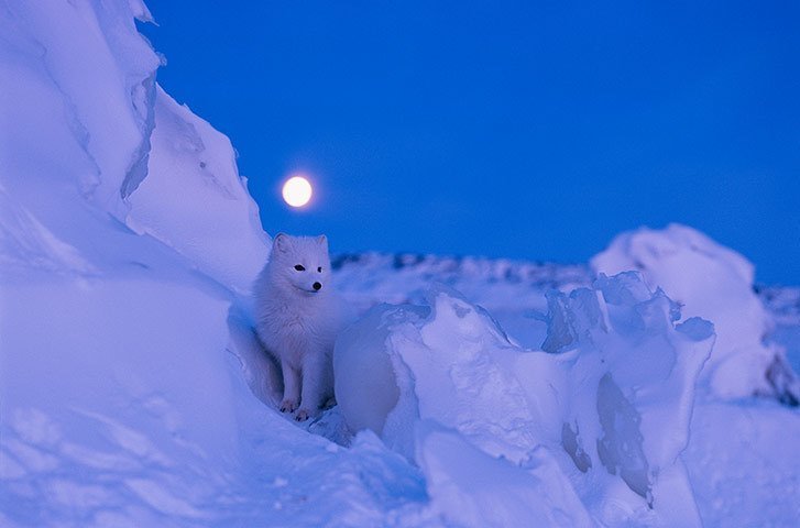 好きな色の画像を貼っていくトピ