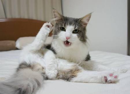 エロくないのにエロく見える画像