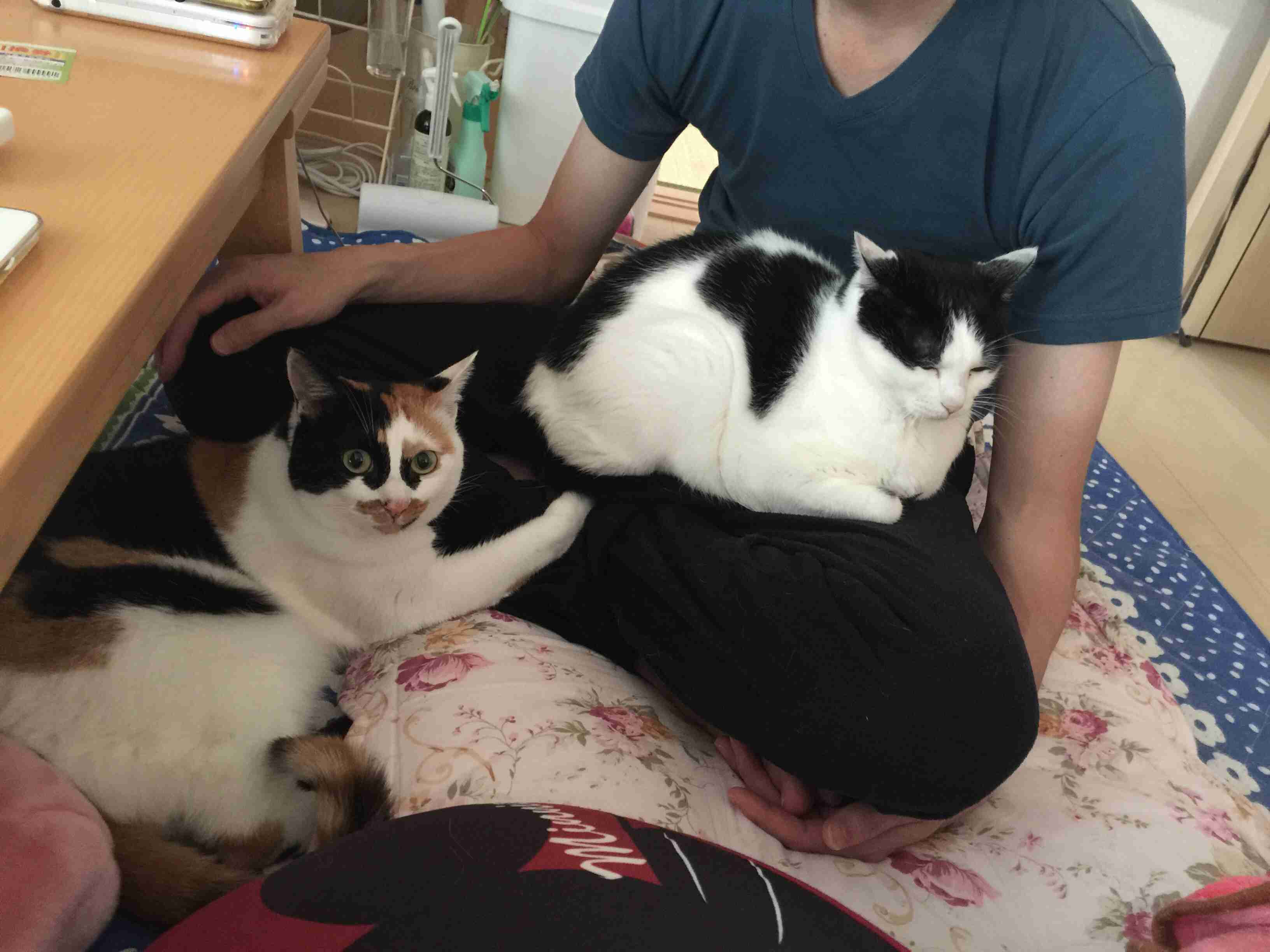 猫好きあるある
