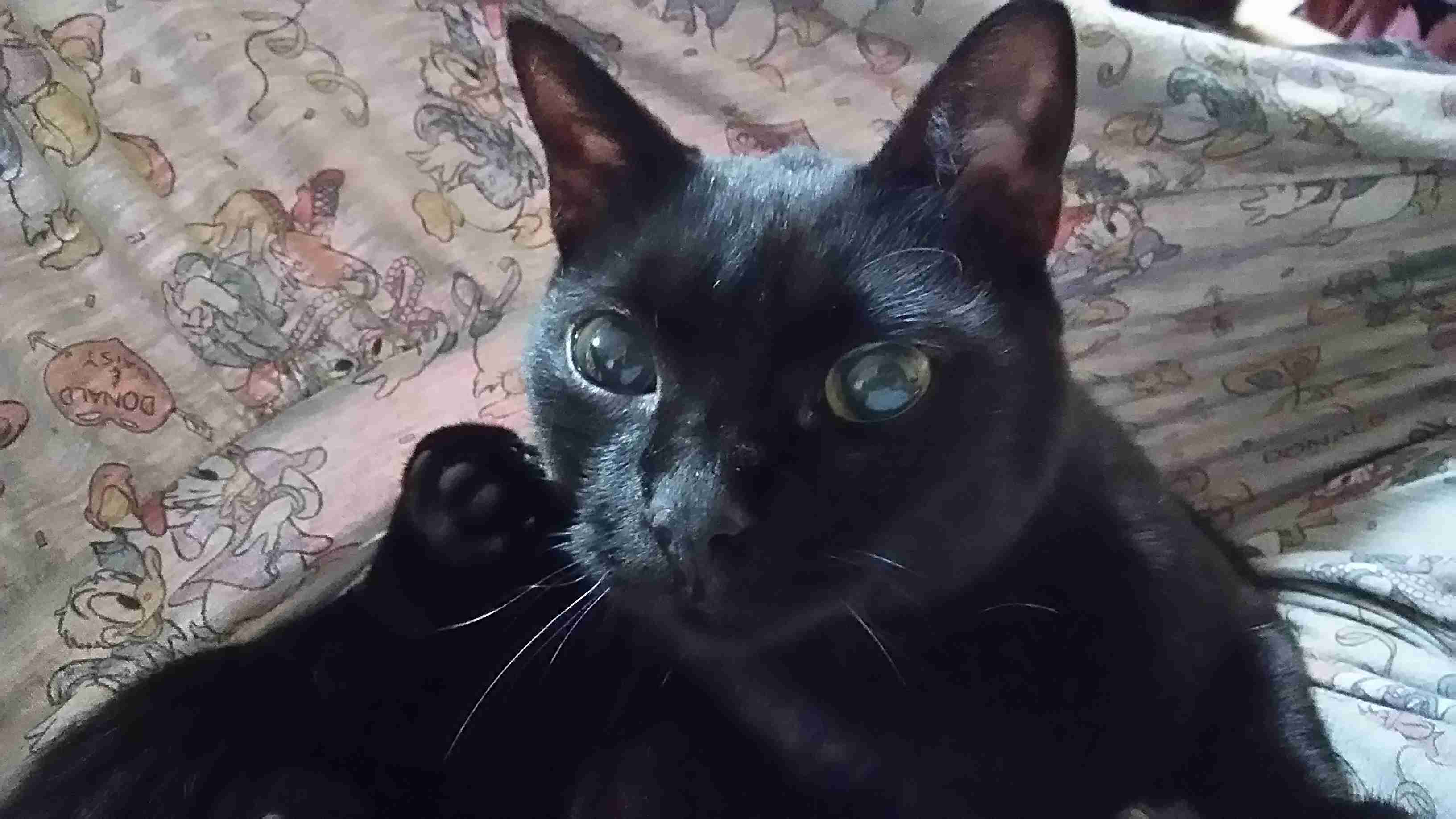猫好きあるある