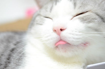 猫好きあるある