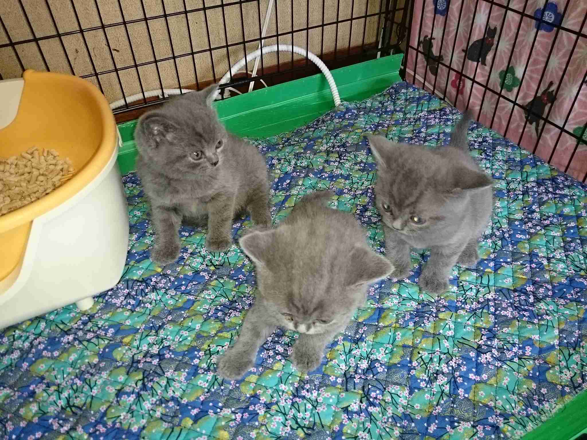 猫好きあるある