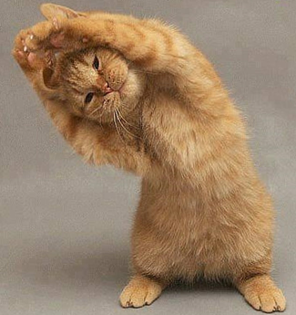 猫好きあるある