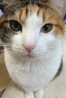 猫好きあるある