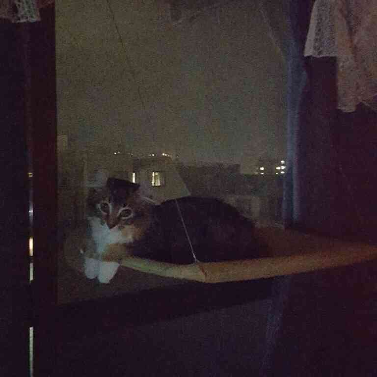 猫好きあるある
