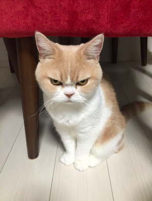 猫好きあるある